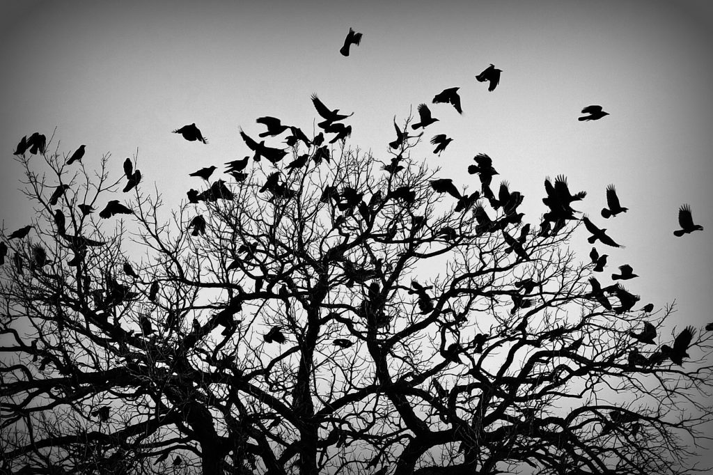 Murder of Crows