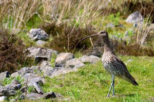 Curlew